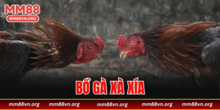 bồ gà Xà Xía